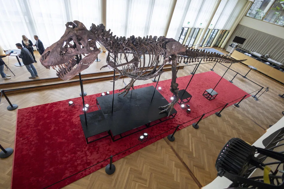 Measuring 3.9 metres high and 11.6 metres long, TRX-293 Trinity is a composite skeleton of 293 bones from three different T-Rexs found between 2008 and 2023. 