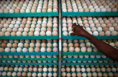 India shipped 5 million eggs to Malaysia in December, and will ship 10 million in January and up to 15 million in February.