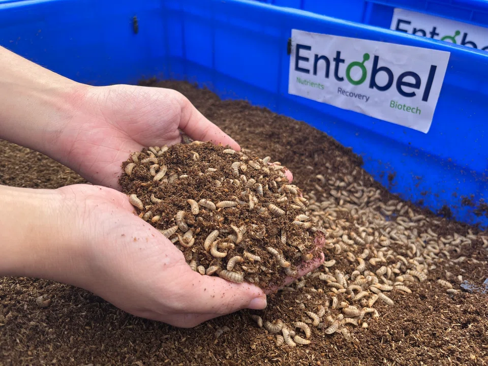 Entobel uses by-products from Heineken Vietnam's beer production to rear black soldier fly larvae for aquafeed and pet food.