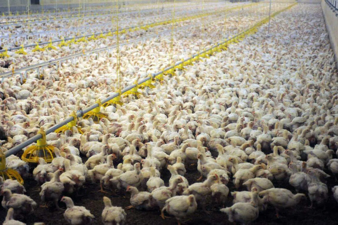 The biomass of domesticated chickens is more than three times that of all wild bird species combined. 