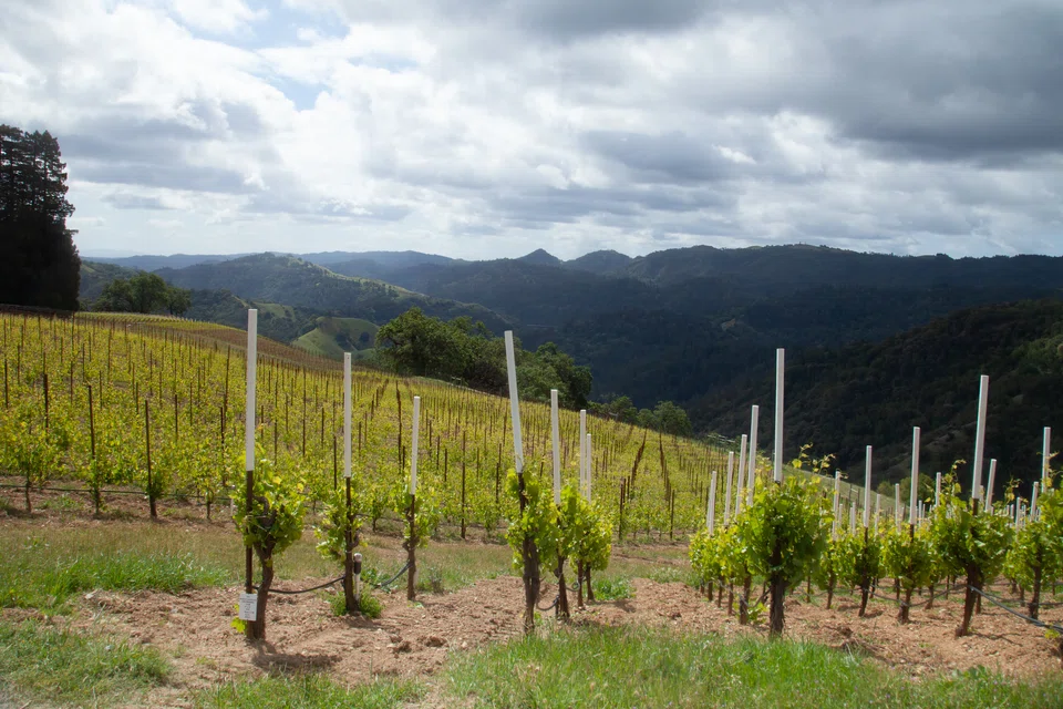 Mr. Harvey took painstaking care to find a proper site for these Italian varieties in California. 