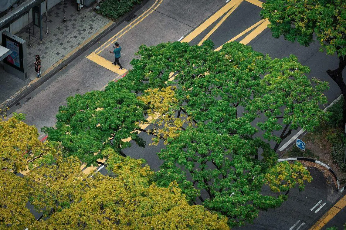 Singapore-mandated issuers demonstrate strong disclosure practices under the governance pillar but lag the global average for disclosures across other pillars of the TCFD's recommendations. 