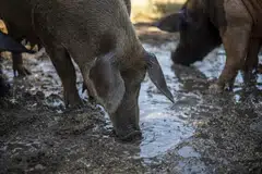 Scientists announced on Wednesday they have restored blood flow and cell function throughout the bodies of pigs that were dead for an hour, in a breakthrough experts say could mean we need to update the definition of death itself.
