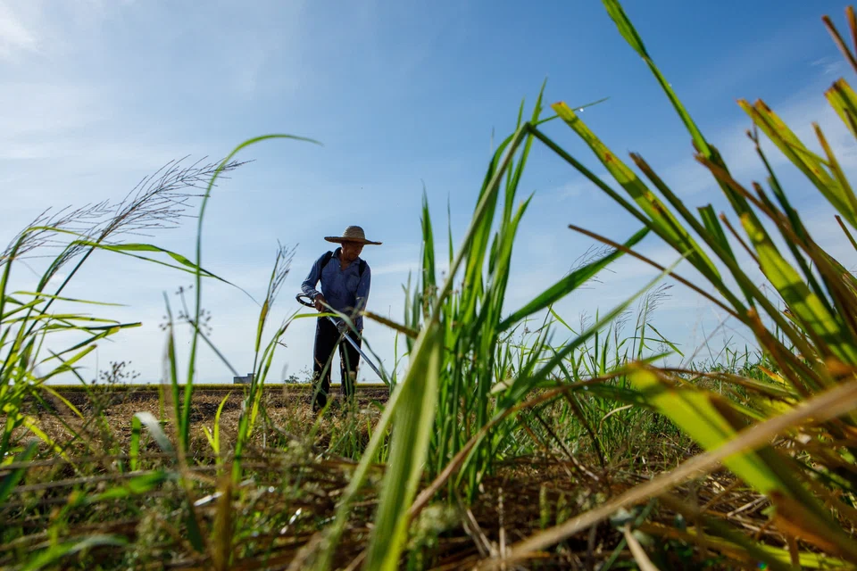 The extreme heat has heightened the risk of water shortages, and caused severe loss of yields on farms.