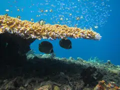 Butterflyfish swimming near a reef, off the coast of Christmas Island. It is not clear if the fish will be able to adapt to the changes brought about by coral bleaching quickly enough, researchers warn.