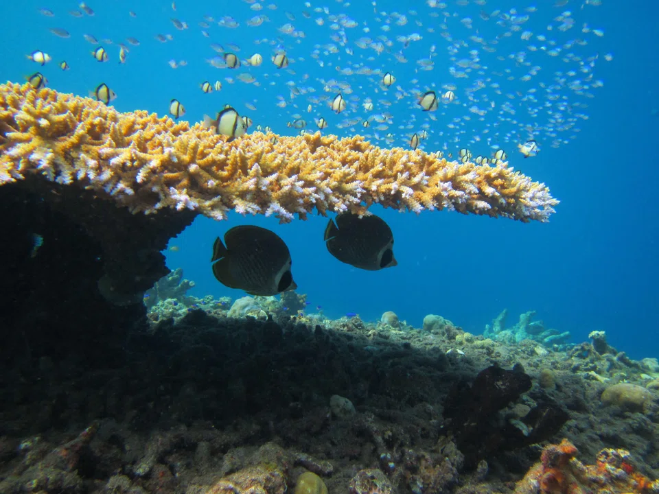 Butterflyfish swimming near a reef, off the coast of Christmas Island. It is not clear if the fish will be able to adapt to the changes brought about by coral bleaching quickly enough, researchers warn.