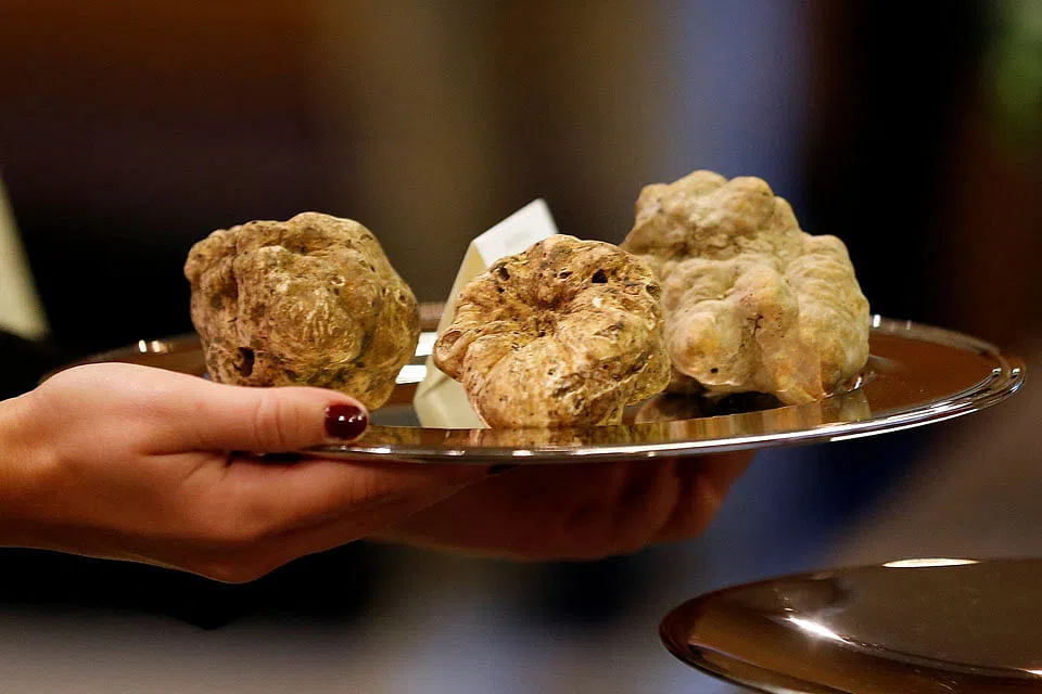 Italy's white truffles fetch hot prices at Alba auction