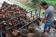 First Resources' earnings per share stands at US$0.0472 for the half year, down from US$0.1254 the previous year.