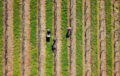 Amro expects Asean+3 to grow by 4.3% this year and at 4.5% in 2024.