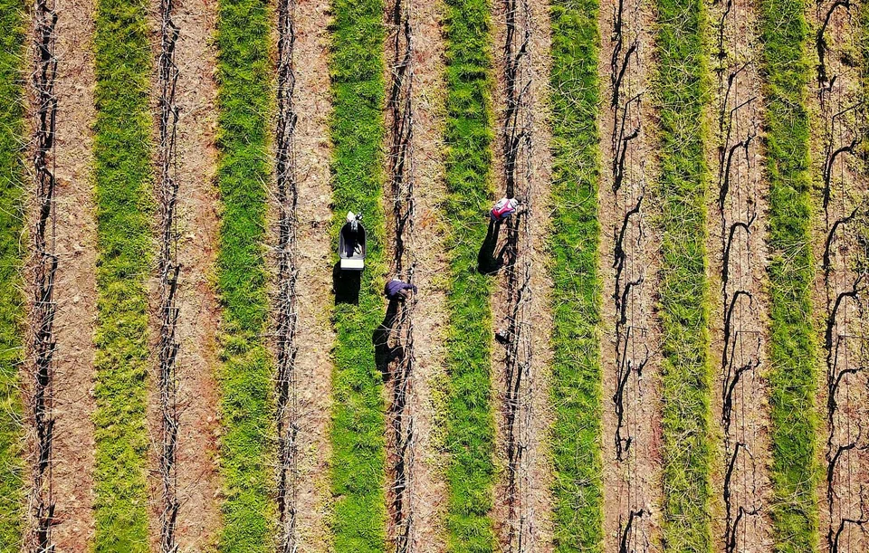 The flags of Asean member states on display at the Prime Minister's Office in Brunei. Asean and the Gulf Cooperation Council will hold their inaugural summit in Riyadh on Oct 20, 2023.