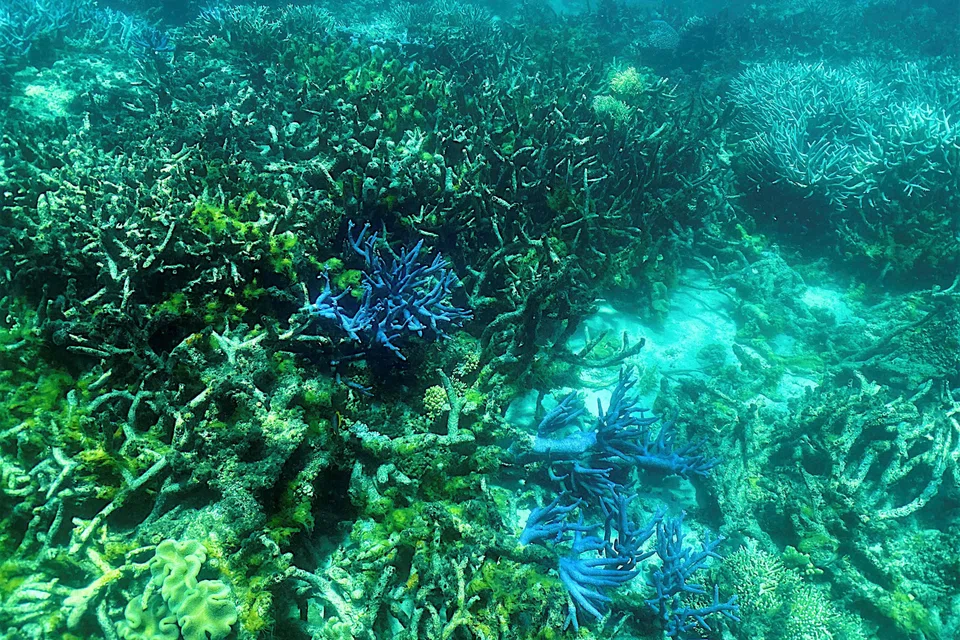 Though efforts to address climate change have ramped up recently, particularly research on coral restoration, “utmost urgency” is required to save the reef, the UN report said.