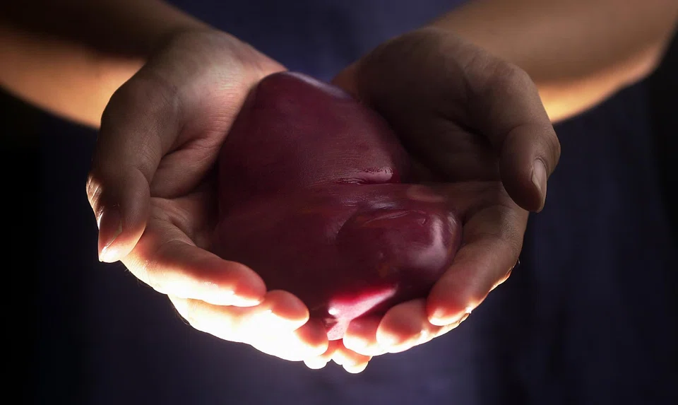 While previous such transplants have involved up to 10 modifications, the latest experiment involved just one: the gene involved in the so-called “hyperacute rejection,” which would otherwise occur within minutes of an animal organ being connected to a human circulatory system.