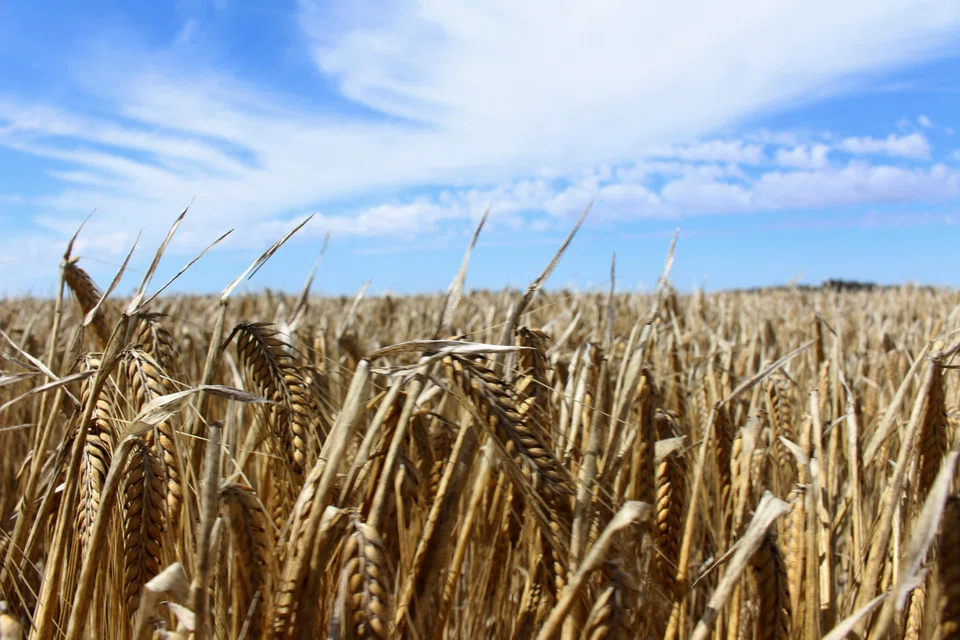 China and Australia agreed in April to resolve their dispute over barley imports.