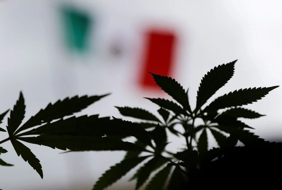 Indonesia’s constitutional court ruled that existing laws on narcotics are constitutional, rejecting requests to use marijuana for medical purposes.