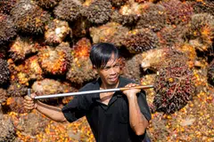 Indonesia allowed palm shipments to resume from May 23 following a 3-week ban designed to boost cooking oil stocks and keeping runaway prices in check amid growing domestic discontent.