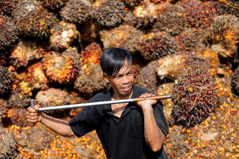 Indonesia allowed palm shipments to resume from May 23 following a 3-week ban designed to boost cooking oil stocks and keeping runaway prices in check amid growing domestic discontent.