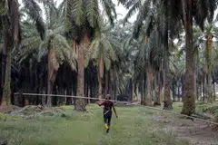 Kulim has 55,796 hectares of planted areas with oil palm trees in Malaysia and 7,362 hectares in Indonesia, the website shows.