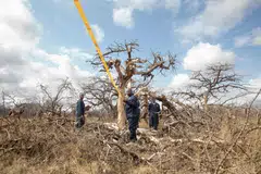 Environment technicians gathering bio data from natural vegetation on a sample plot being quantified for carbon sequestration at Kenya's Kasigau wildlife corridor.  While Kasigau credits are now removed from Nature X, CIX says market participants can still trade standalone Kasigau credits on its exchange. 