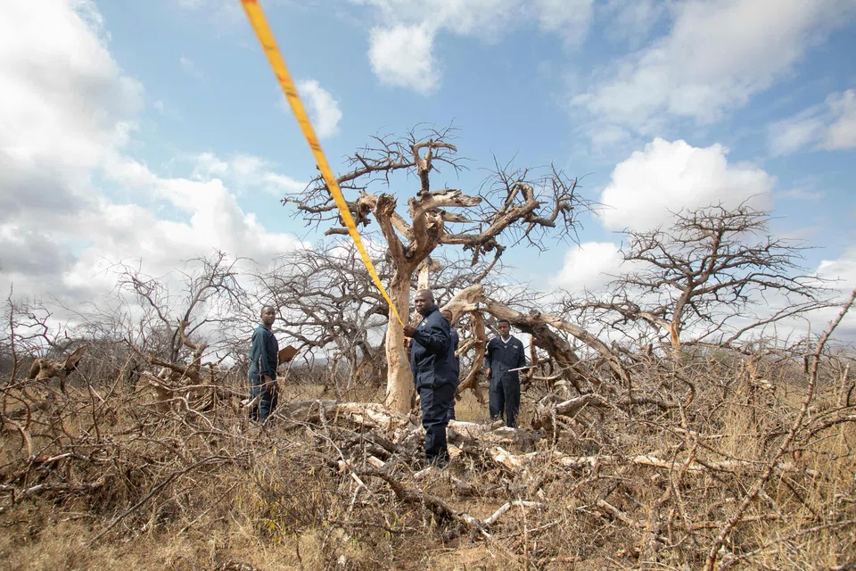 Environment technicians gathering bio data from natural vegetation on a sample plot being quantified for carbon sequestration at Kenya's Kasigau wildlife corridor.  While Kasigau credits are now removed from Nature X, CIX says market participants can still trade standalone Kasigau credits on its exchange. 
