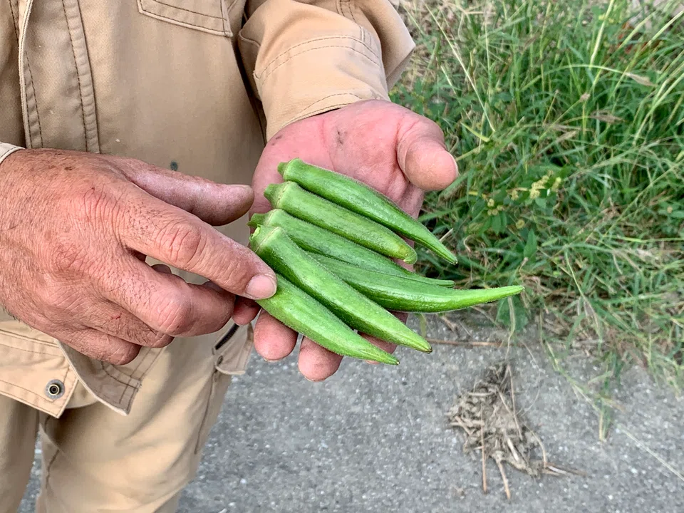 Okinawa okra is crunchy and tender, and can be eaten raw.