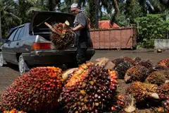 Palm oil output in Indonesia and Malaysia, which account for a bulk of global production, is likely to either rise marginally in 2024 or decline from last year’s level, as ageing plantations and a lack of expansion caps output.
