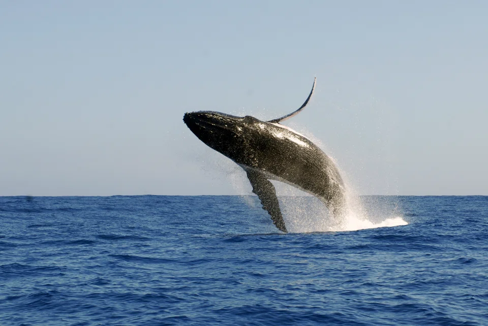 Humpback whales in Australia were found to be passing their songs to others in French Polynesia, which in turn gave songs to whales in Ecuador. 