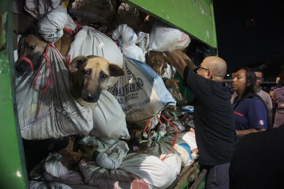 Police chief Irwan Anwar says that according to his department’s preliminary investigation, the dogs were on their way to the neighbouring city of Surakarta, where they would have been slaughtered and their meat sold for consumption in western Java. 