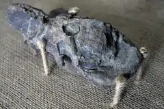 A fossilised cervical vertebra of Maip macrothorax, the newly identified megaraptor dinosaur that inhabited the Argentinian Patagonian.