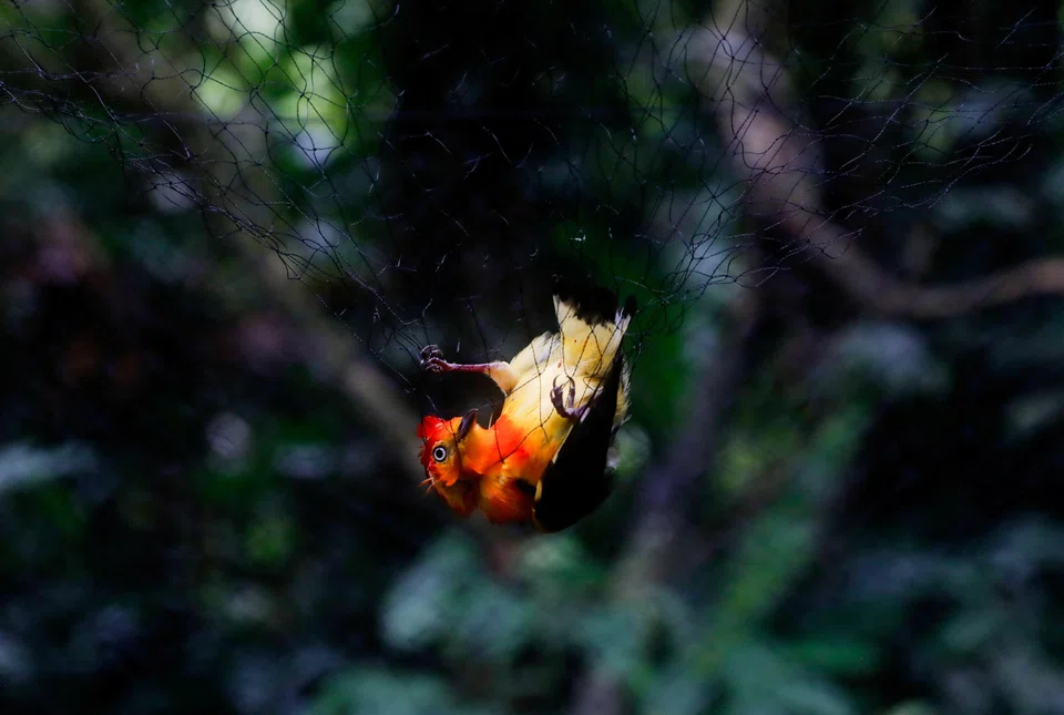 A bird is caught in a mist nest set up in the forest in Los Amigos, Peru, to trap small animals while researching signs of mercury contamination. 