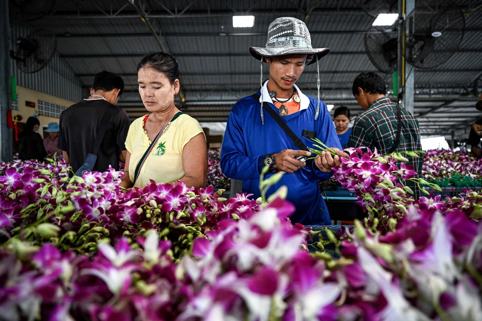 Workers processing orchids to be exported for wholesale at an orchid farm in Thailand. Orchid growing has developed into a multi-million dollar industry but the pandemic has seen one in five farms shut recently. 