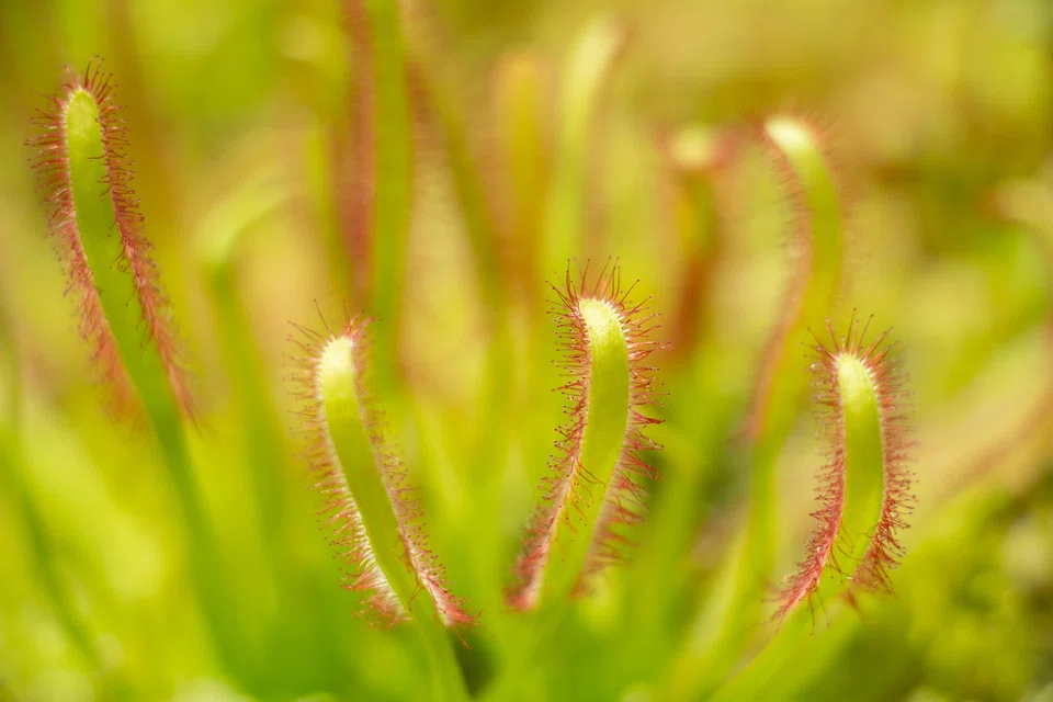 Michele Fong's macrophotography is featured in Leica's Her Lens, Her Narrative.
