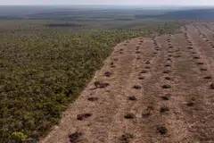 An aerial view of deforestation of the native Cerrado savanna in Sao Desiderio, west Bahia state, Brazil, Sept 25, 2023. Splashed across the middle of Brazil, the Cerrado may be the most important place most people have never heard of, a vast tropical savanna experts say is crucial to the planet's health but quickly disappearing. 