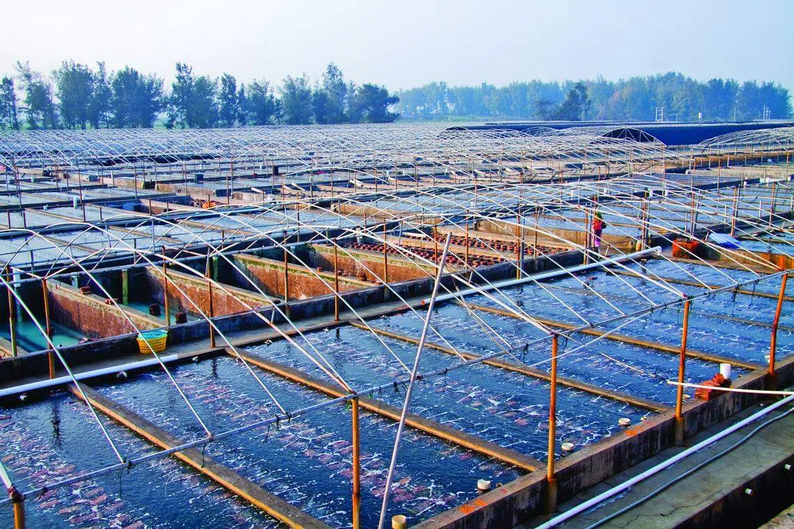 The seafood supplier was the most actively traded by volume on Wednesday Jun 8) afternoon, with 182.5 million shares changing hands as at 2.44 pm. 