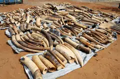 Trade in ivory is illegal in Vietnam but wildlife trafficking remains widespread. 