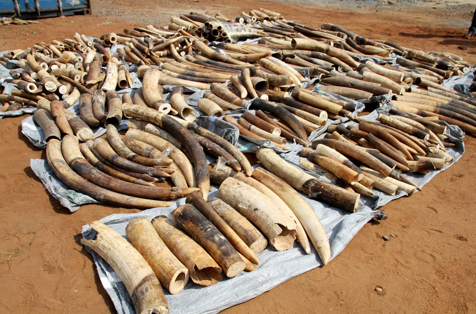 Trade in ivory is illegal in Vietnam but wildlife trafficking remains widespread. 