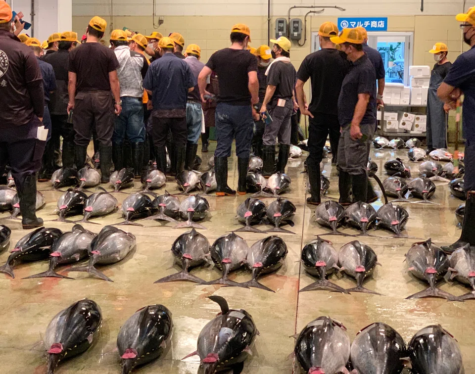 Traders bidding for the best in show at Tomari Fishing Port's daily auctions.