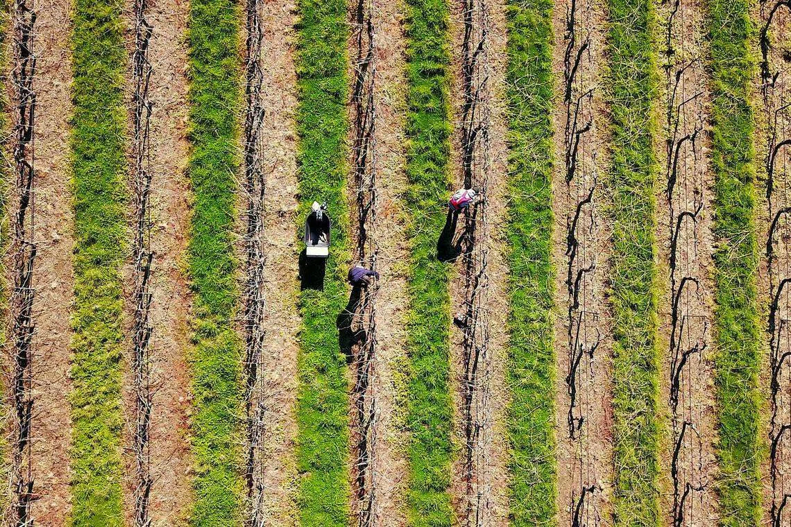 The flags of Asean member states on display at the Prime Minister's Office in Brunei. Asean and the Gulf Cooperation Council will hold their inaugural summit in Riyadh on Oct 20, 2023.