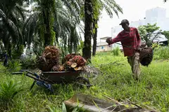 Owners of Malaysia palm oil plantations are experiencing falling earnings as palm oil fruit are left unharvested due to a lack of manpower.