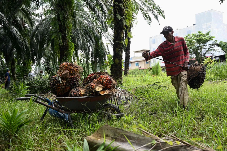 Owners of Malaysia palm oil plantations are experiencing falling earnings as palm oil fruit are left unharvested due to a lack of manpower.