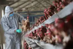 The rapid spread of the H5N1 bird flu strain is already stoking concerns. 