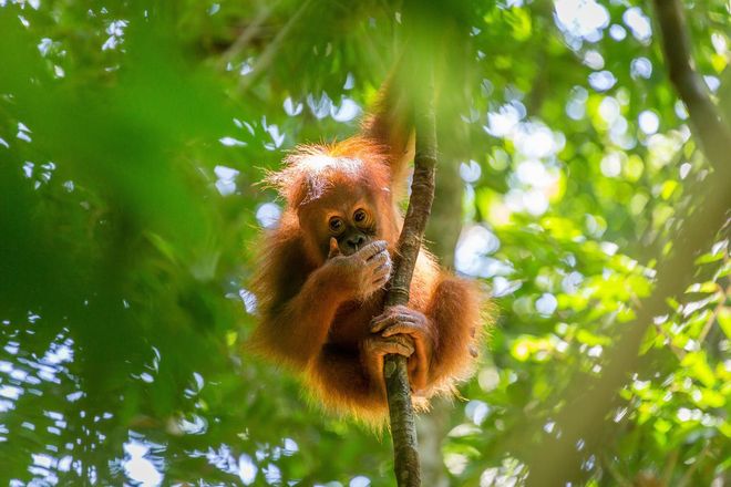 As Indonesia's answer to the Kruger National Park, this Sumatran wildlife haven is paradise for anyone who wants to experience a rainforest safari. You can see orangutans move out and about.
Photo: Getty