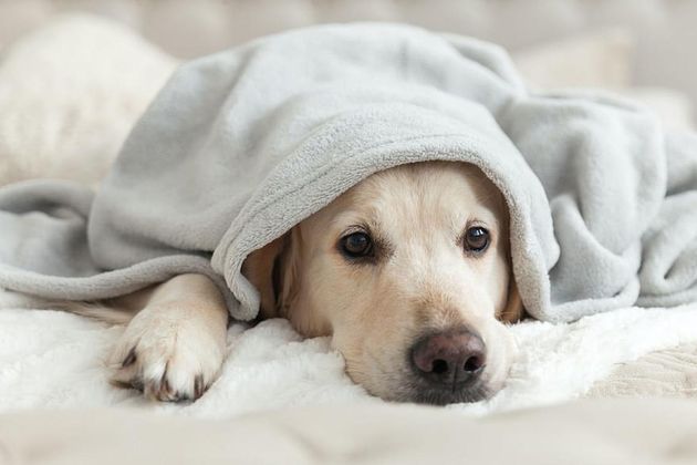 Bored young golden retriever dog under light gray plaid. Pet warms under a blanket in cold winter weather. Pets friendly and care concept.