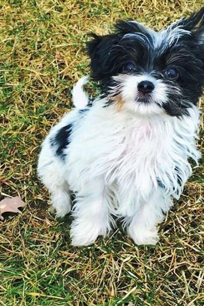 Gisele Bündchen's sweet canine Fluffy was recently adopted from Wags and Walks in Los Angeles.
Photo: Instagram
