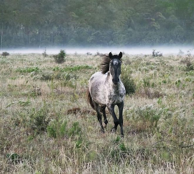The wild horses of this island off Georgia have become so abundant there is talk the National Park Service may move them some day. Thanks to a series of regulations and shrewd deals, this ruggedly lovely island, which is four miles longer than Manhattan, may be inhabited full-time only by descendants of the Carnegies (who discovered it at the turn of the last century and claimed it as their winter playground) or the Candlers (founders of the Coca-Cola empire). Settle in at the stately 16-room Greyfield Inn, built for Andrew Carnegie’s niece in 1900 and the site of John F. Kennedy Jr.’s 1996 wedding reception, and take in the beauty of the island’s beasts on the live oak–lined trails and 18 miles of deserted beach. Photo: Jeffery Stoner