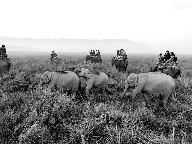 Elephant safari at Karizanga National Park