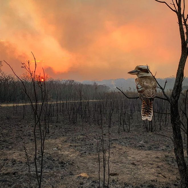 This image was taken with Stevenson's iPhone X, close to his home at Wallabi Point, New South Wales, Australia, after devastating bushfires swept through the area.