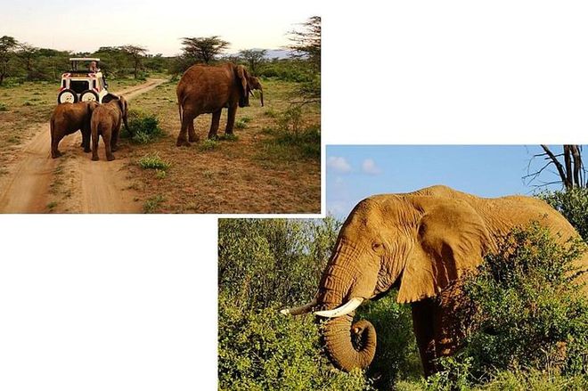 East African Safari