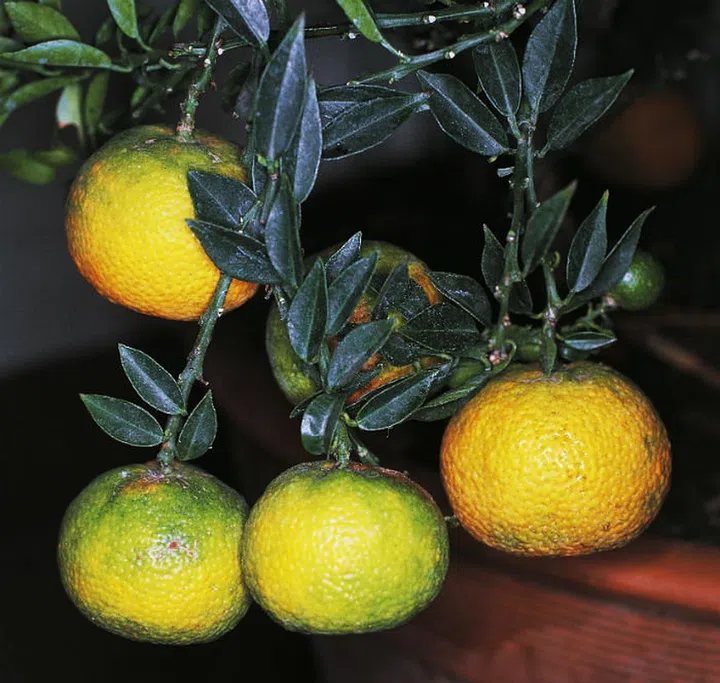 Simultaneously energizing and relaxing, the intoxicating and medicinal scent of bergamot helps keep you focused and anxiety-free as the week goes on. (Photo: Getty)