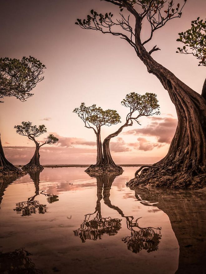 The duo captures the iconic "dancing mangrove tree" found at Walakiri Beach, Sumba, Indonesia.