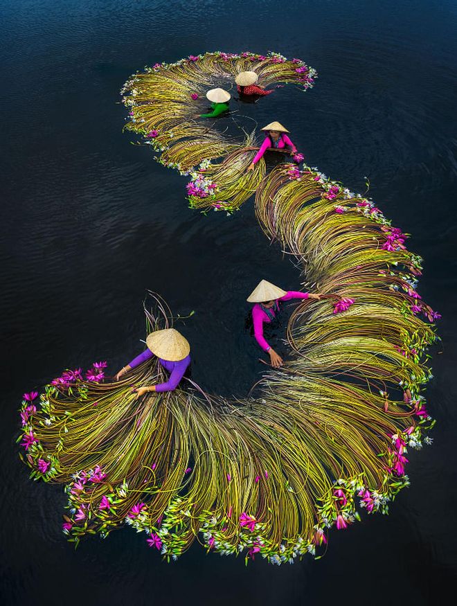 Women wash and wrap the plants in Long An Province, before sending them off to market during the peak water lily harvest in the Mekong Delta. 